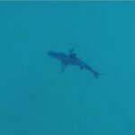 Tubarão filmado no mar — Foto: Documentário Ecoshark/Reprodução/Youtube