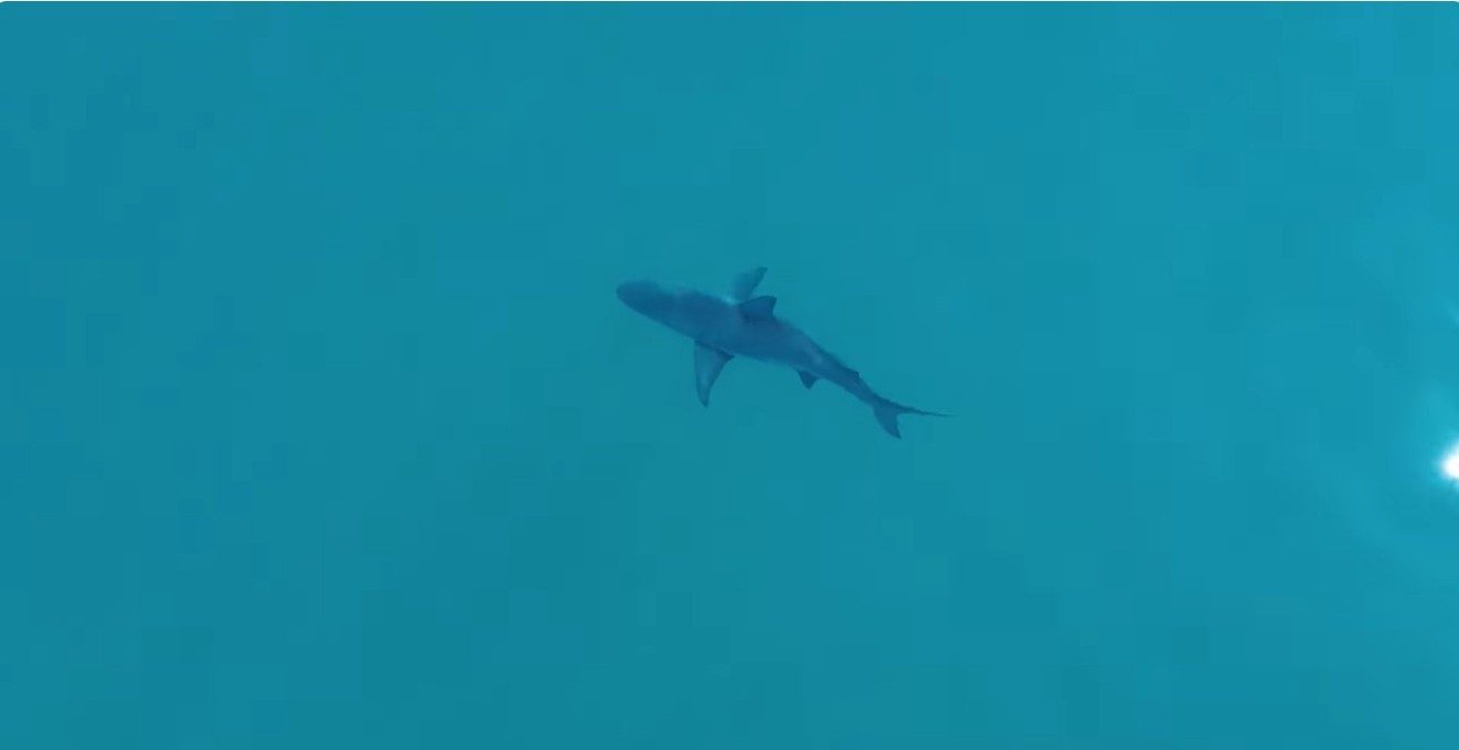 Tubarão filmado no mar — Foto: Documentário Ecoshark/Reprodução/Youtube