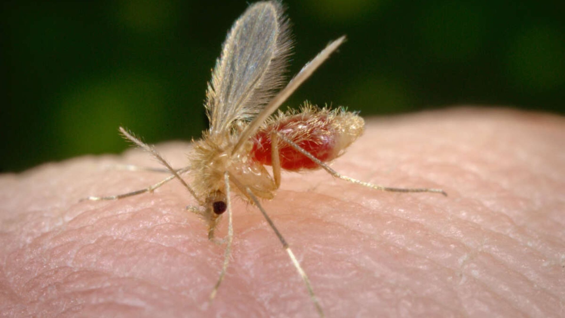 Transmissão da leishmaniose é feita pelo Mosquito-palha — Foto: Divulgação